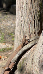 Sparrow on the tree