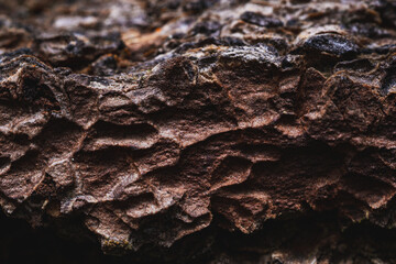 A close-up texture of rough, brown bark with deep grooves and ridges