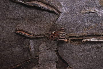 Close-up view of textured wooden surface with cracks