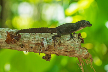 anolis crestado o abaniquillo crestado