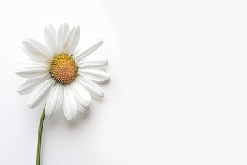 Obraz premium White Daisy Isolated on White Background. Beautiful Daisy Flower