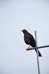 blackbird on a fence