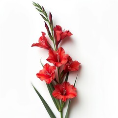 Red Gladiolus Isolated on White Background. Beautiful Gladiolus Flower