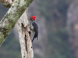 pica-pau-de-banda-branca;  Lineated Woodpecker
Dryocopus lineatus