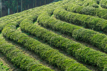 한국 전라남도 보성군 녹차밭