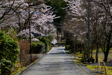 Obraz premium 静岡県川根本町 寸又峡の景色 2024年春