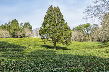 Fototapeta premium 한국 전라남도 보성군 녹차밭