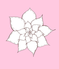 The flower is white on a pink background
