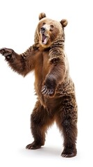 Funny big brown bear standing on his hind legs isolated on white background, a bear is dancing, doing lecture, introducing something