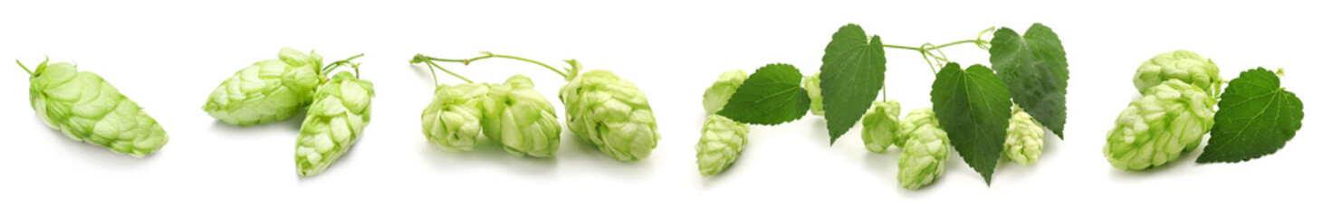 Set of green hop on white background