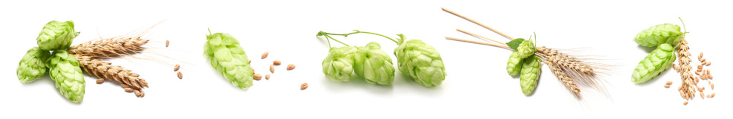 Set of green hops and barley spikelets on white background