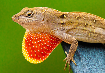 Anole Lizard Close-up