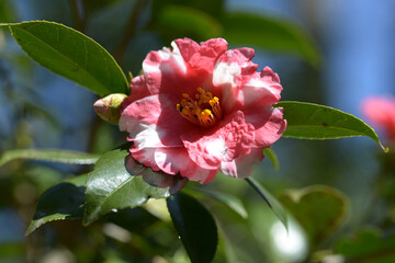君待ち　ツバキの花