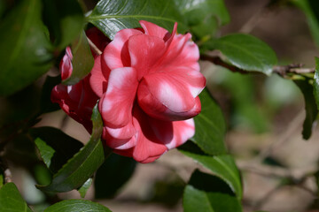 星車　ツバキの花