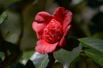 日光　ツバキの花