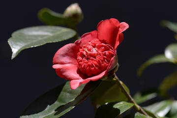 日光　ツバキの花