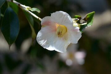 Obraz premium 雪中花 ツバキの花