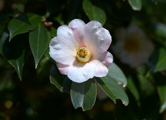 雪中花　ツバキの花
