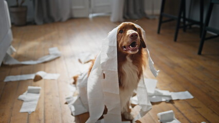 Dog have fun toilet paper in apartment close up. Playful pet wrapped in napkins