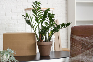 Desk with houseplant in office on moving day, closeup