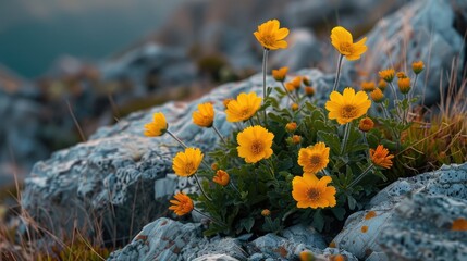 Macro yellow flowers growing on rocky terrain in the Crimean mountains - Powered by Adobe