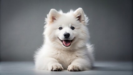 White samoyed puppy with a playful expression on a plain backdrop