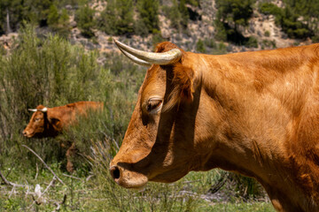 Vaca perfil
