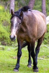 Caballos salvajes 