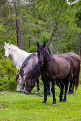 Caballos salvajes 