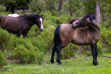 Caballos salvajes 