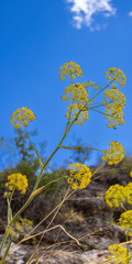 Flor silvestre