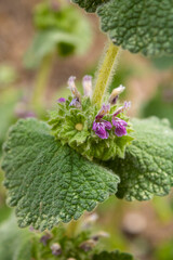 Marrubio Semilla de Horus Flor silvestre