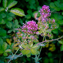 Flor silvestre rosa