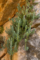 Planta 