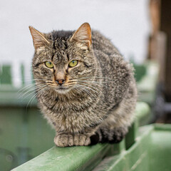 Gato mirando fijamente 