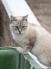 Gato blanco