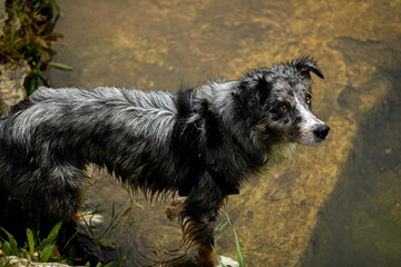 Perro en el agua 