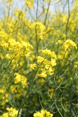 Beautiful rapeseed flowers blooming outdoors, closeup view
