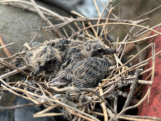 bird nest in the nest on a tree