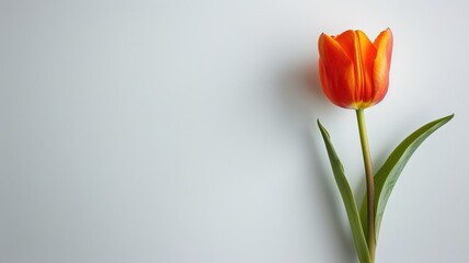 Bright orange tulip against plain white background