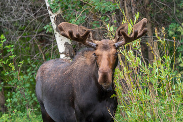 bull moose eating leaves head shot Jackson Hole Wyoming