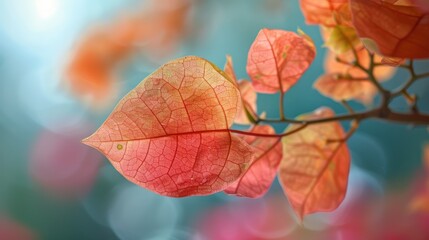 Leaf of the Bougainvillea