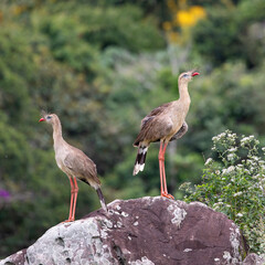 Seriema, Cariama cristata, Red-legged Seriema
