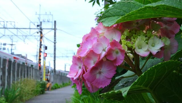 &ldquo;咲いたばかり&rdquo;ピンク(赤い)アジサイと電車(東武スカイツリーライン)