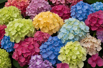 Colourful Hydrangea Flowers in Various Shades on a Flower Wall with Soft Sunlight in Spring Season