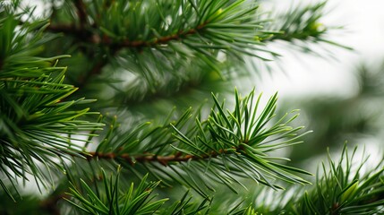 Close-up of lush green pine tree branches with needles. Nature, forestry, and fresh foliage in a serene outdoor environment.
