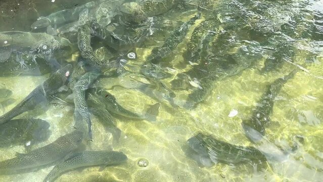 Rainbow trout (Oncorhynchus mykiss) fishes in lake