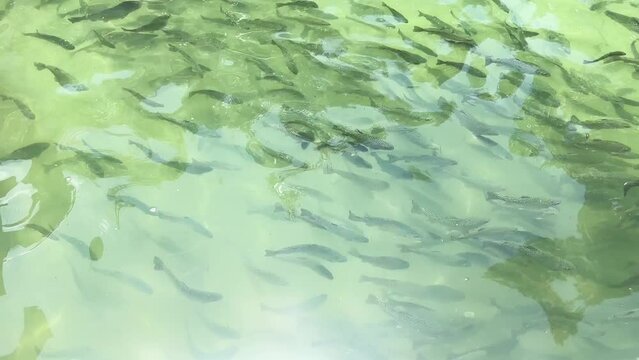 Brook trouts and rainbow trouts in a pond in a fish farm