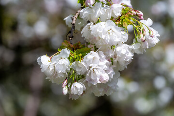 Closeup of white flowers, with a hint of pale pink, blooming on an ornamental tree, as a nature background
