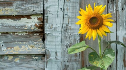 Bright sunflower with green leaves against rustic wooden background